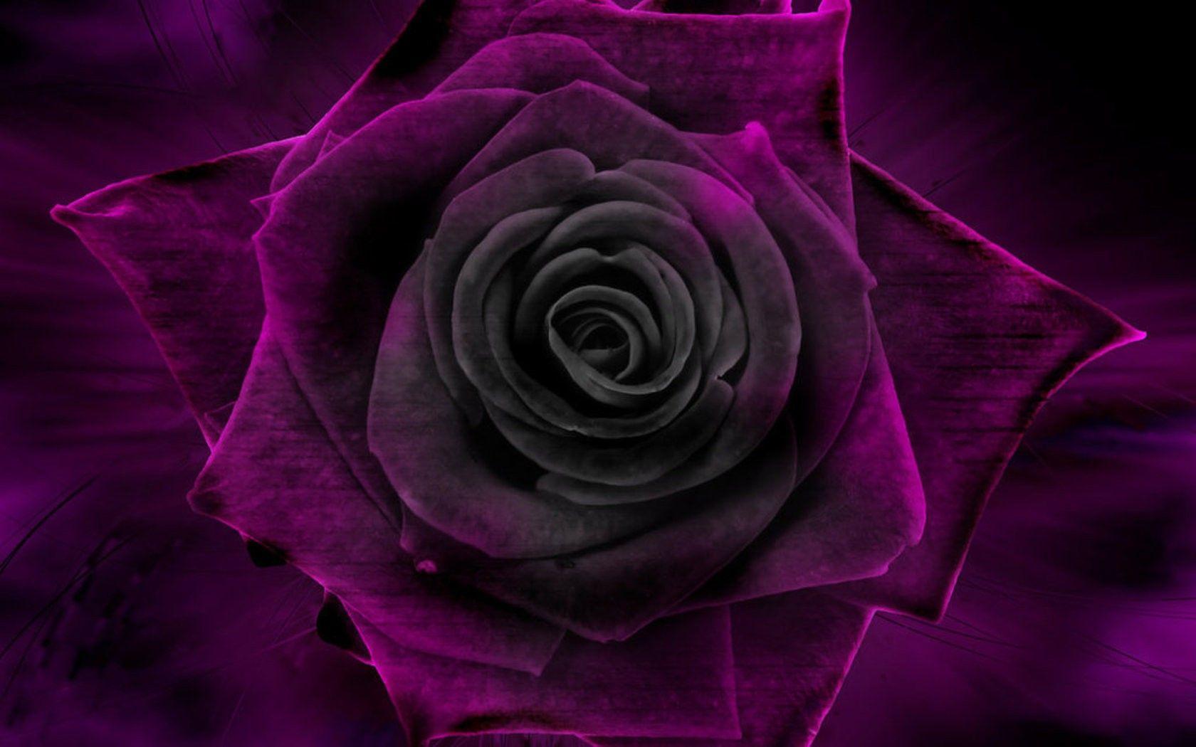 Purple and Black Rose Wallpaper