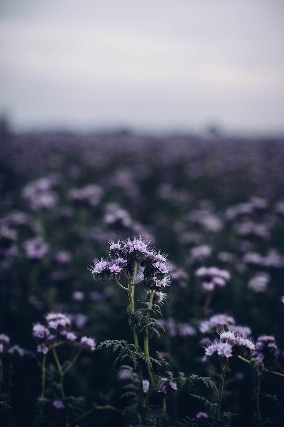 Gluten Free Cashew Pomegranate Cake With Walnuts And Pink Icing