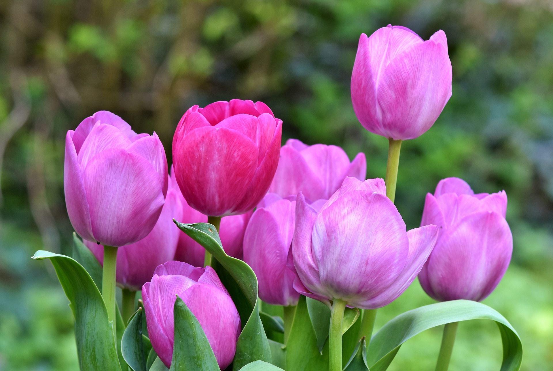 Tulip Flower Wallpaper Free HD Download