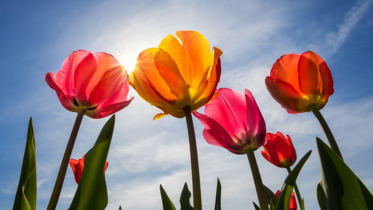 Wallpaper Tulips, Bloom, Sunny day, Spring, 5K, Flowers