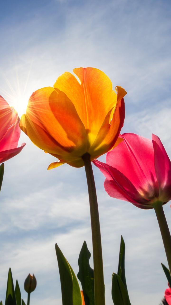 Tulips, bloom, sunny day, spring, 720x1280 wallpaper. Flowers