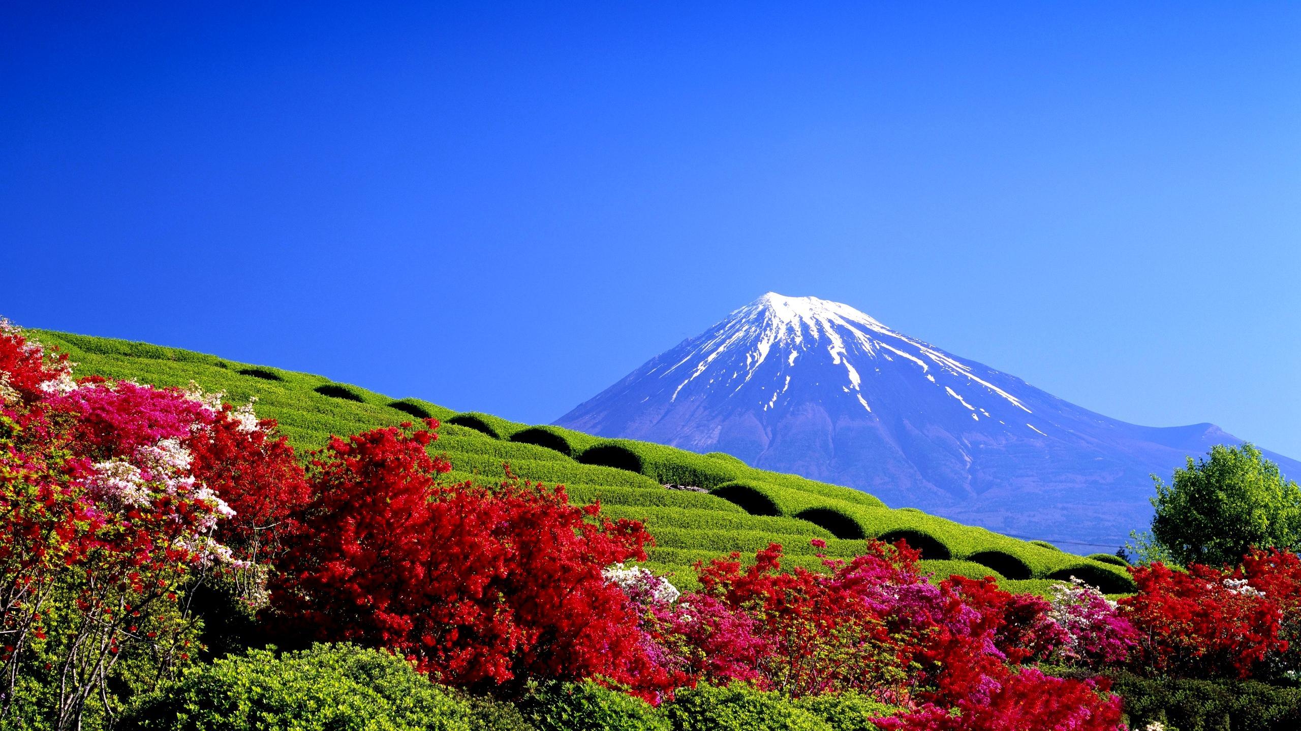 flowers, beautiful, springtime, agriculture, blue sky, mountain