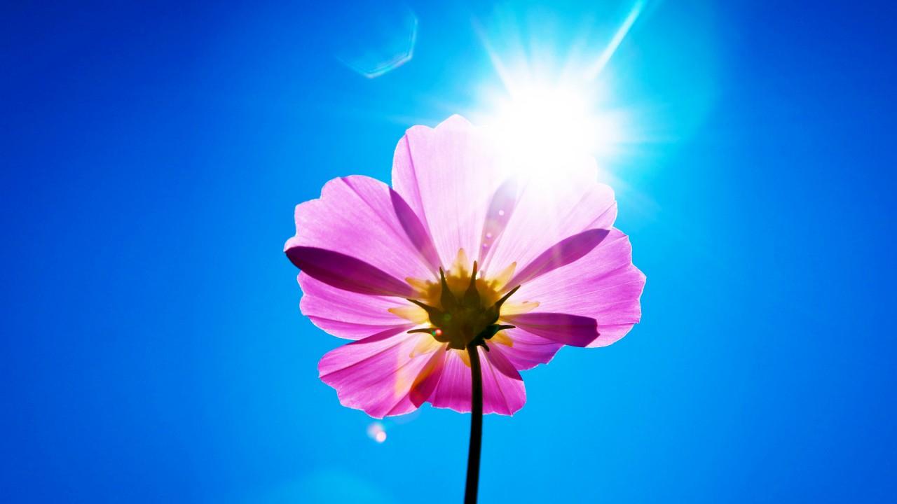 Wallpaper Purple flower, Sunny day, Stock, Android, HD, Flowers