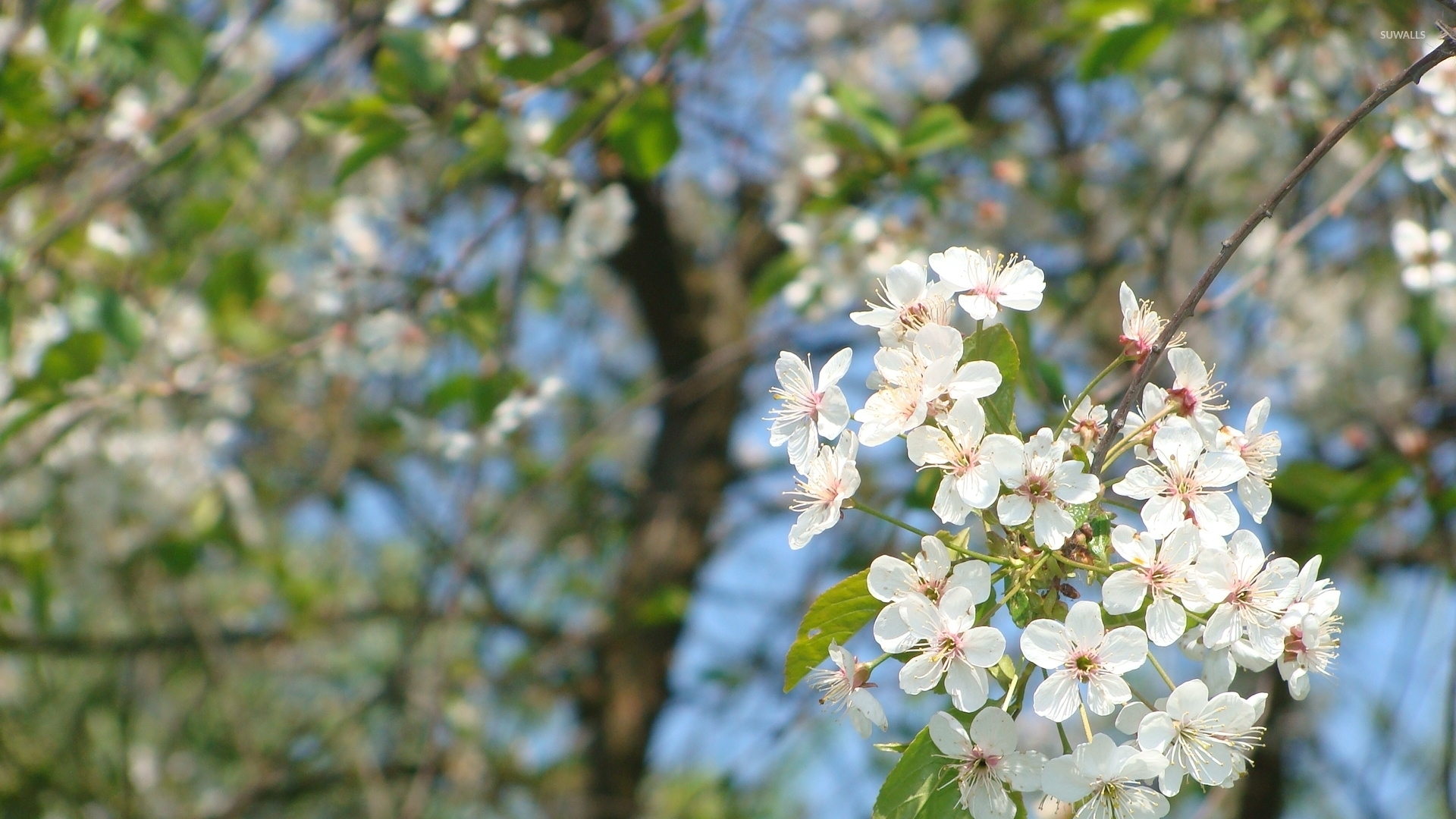 White spring blossoms on a sunny day wallpaper wallpaper