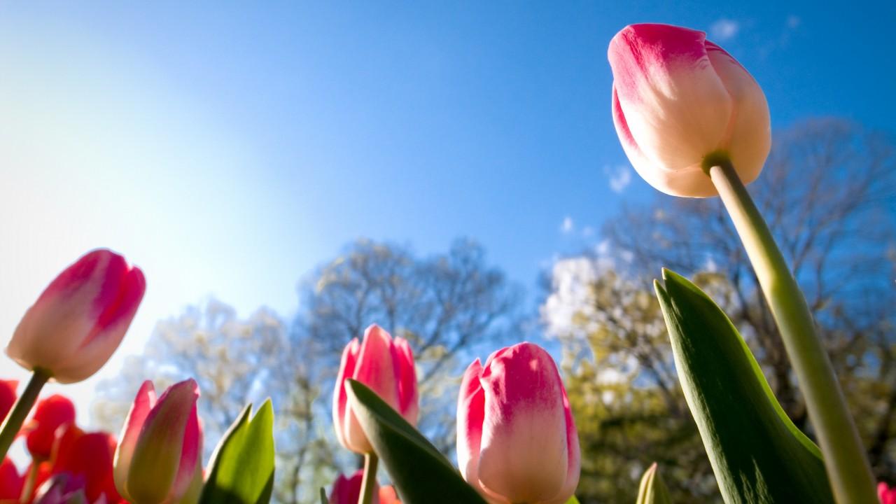 Wallpaper Tulips, Sunny day, Summer, 4K, Flowers