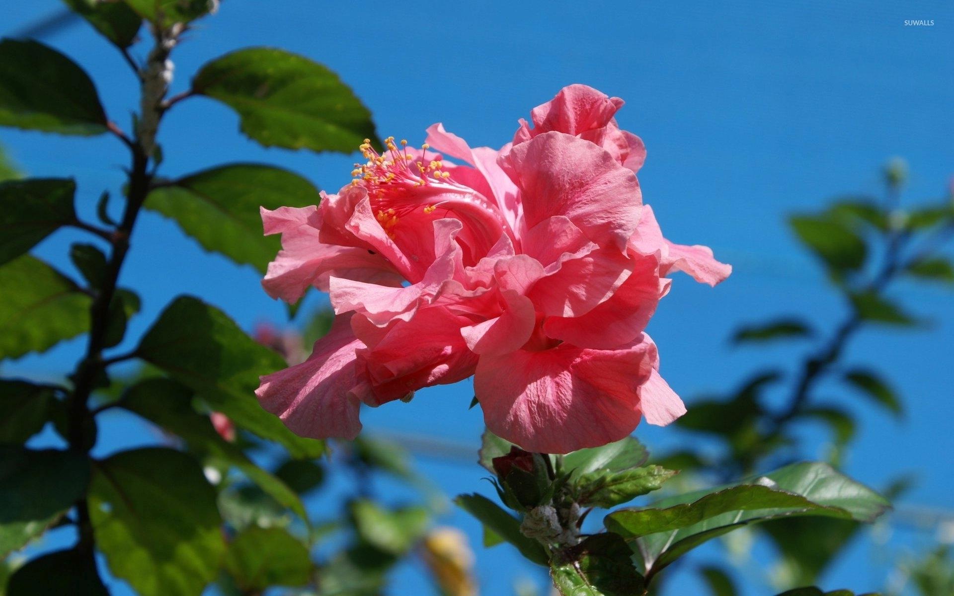 Pink Hibiscus on a sunny day wallpaper wallpaper