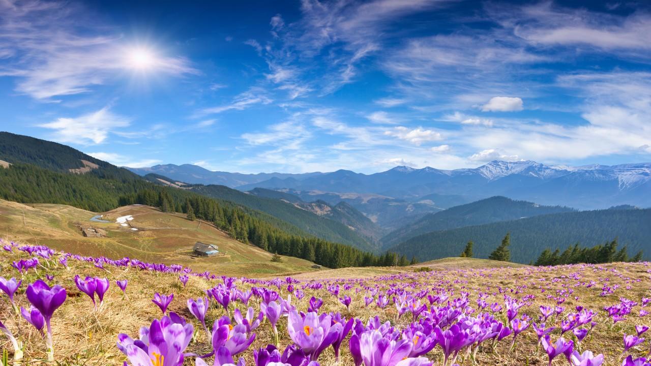 Wallpaper Crocus flowers, Mountains, Spring, Sunny day, 5K, Nature
