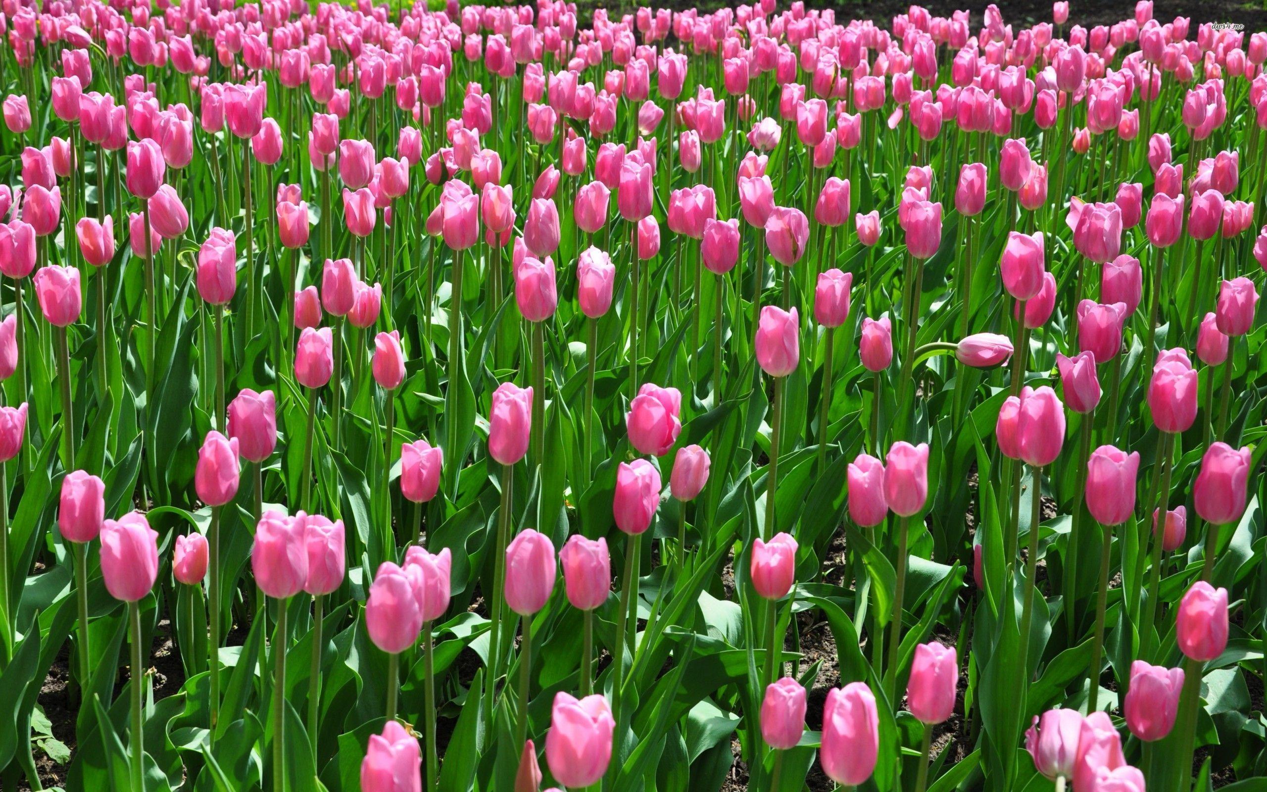 Pink tulip fields on a sunny day wallpaper wallpaper