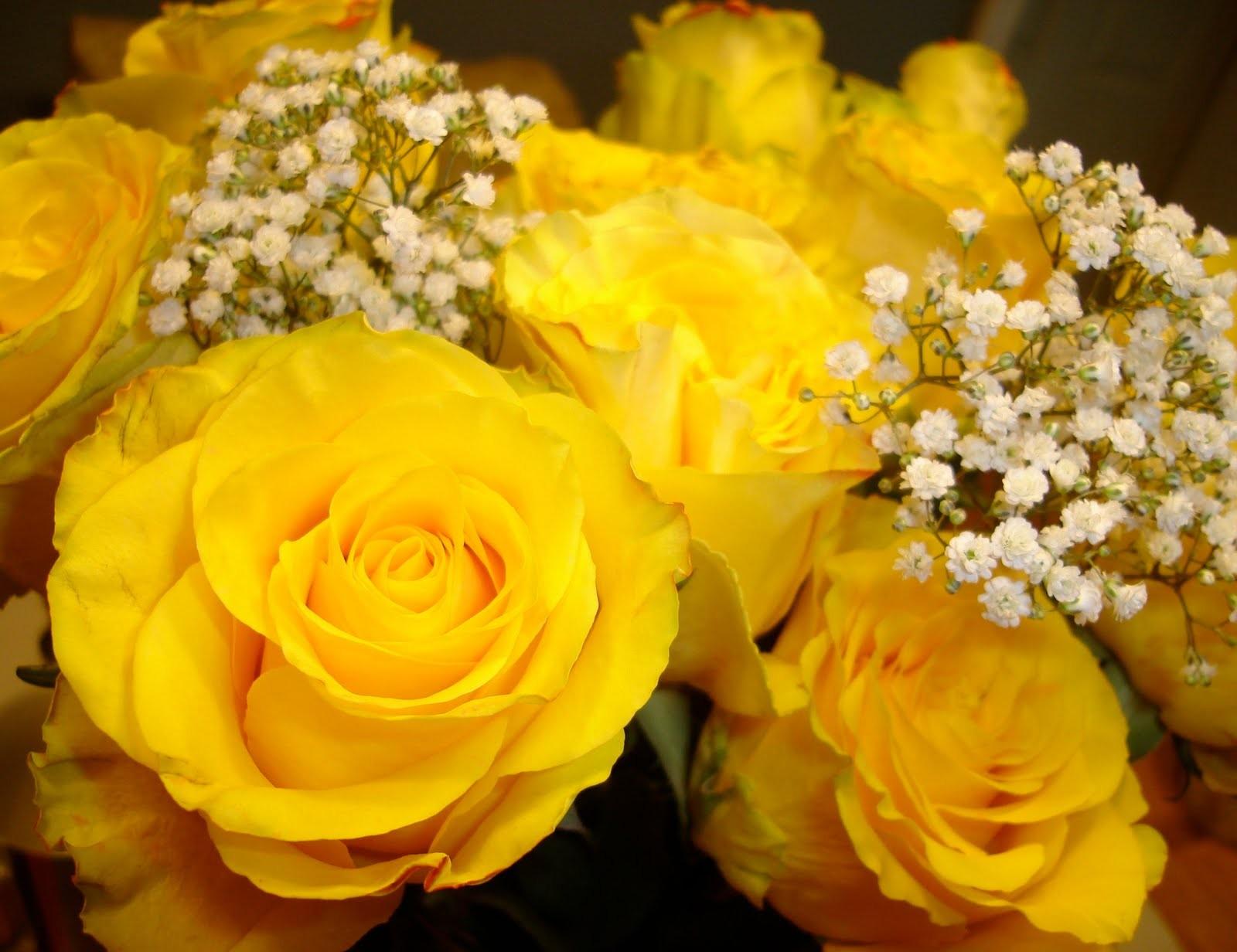 Flower: Sunshine Flowers Yellow Roses Small Nature Special Sunny Day