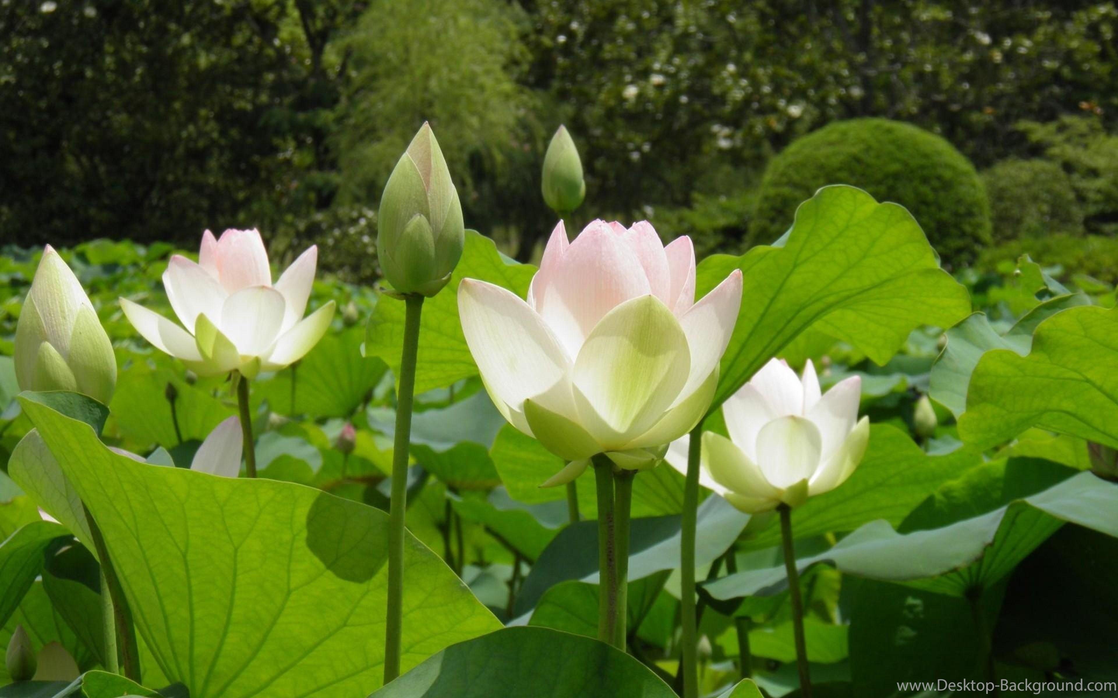 White Lotus Blossom And Buds In Sunny Day Wallpaper By ThorMark