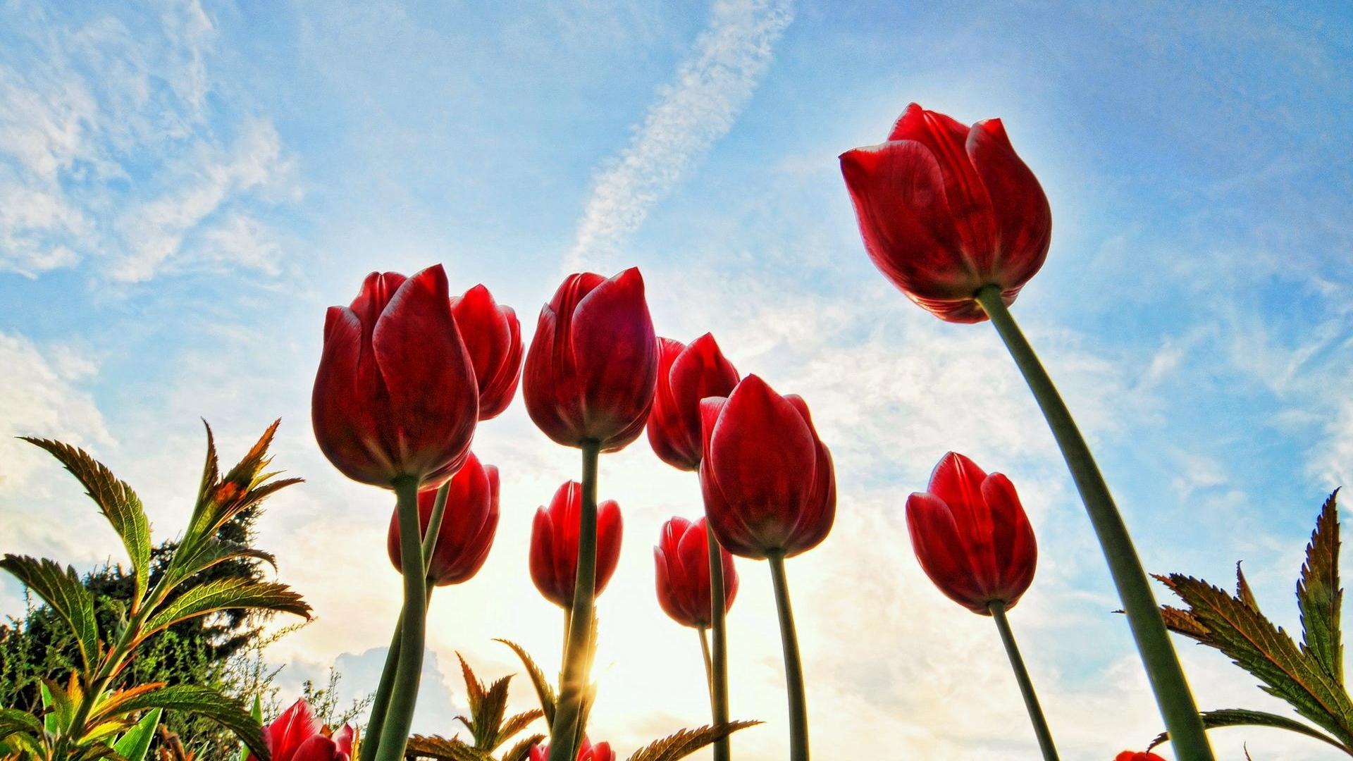 Sky Clouds Tulips Sunny Day Close UP Wallpaper
