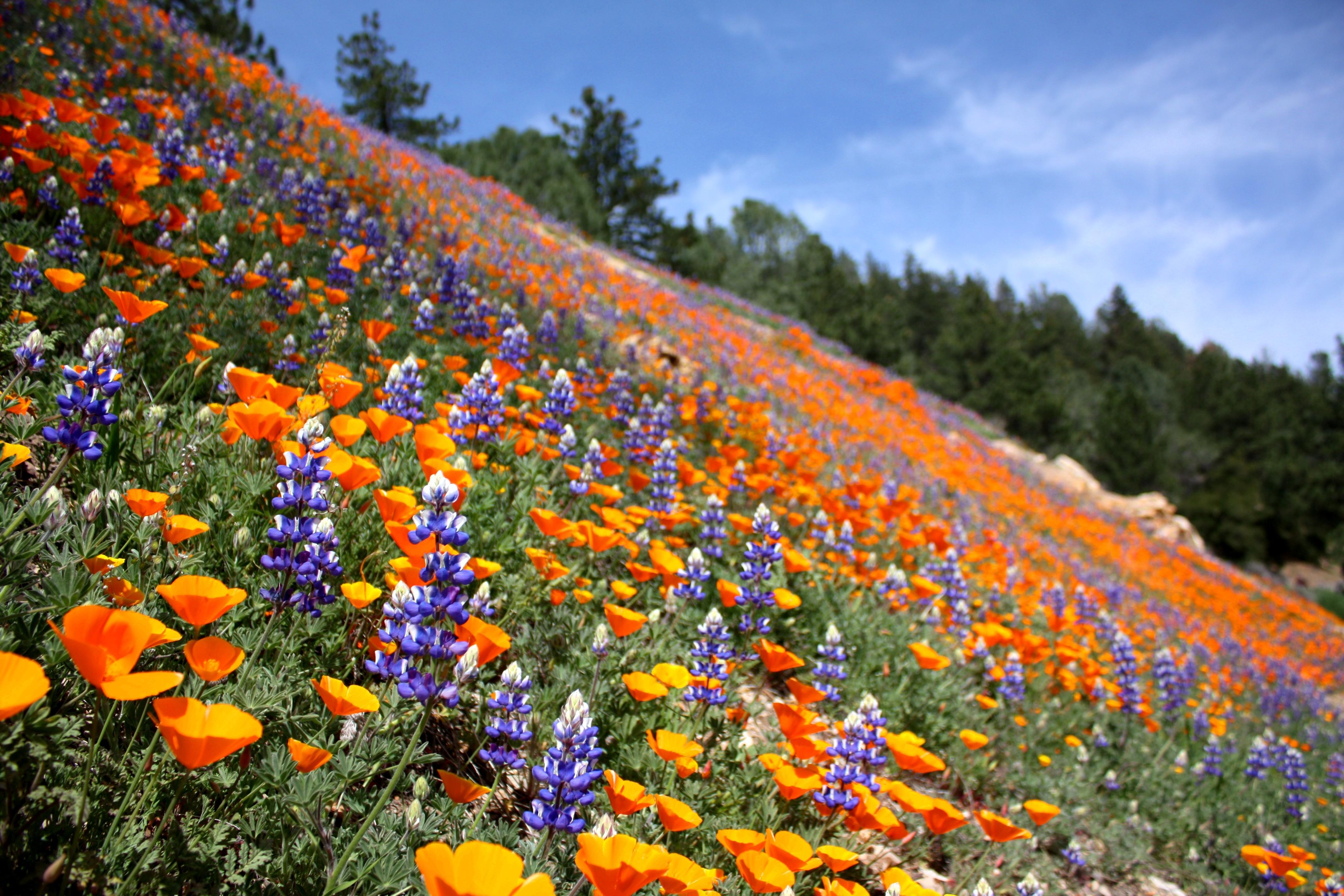 Mountain Nature Poppy Flowers Lupine Mountains Summer Landscape