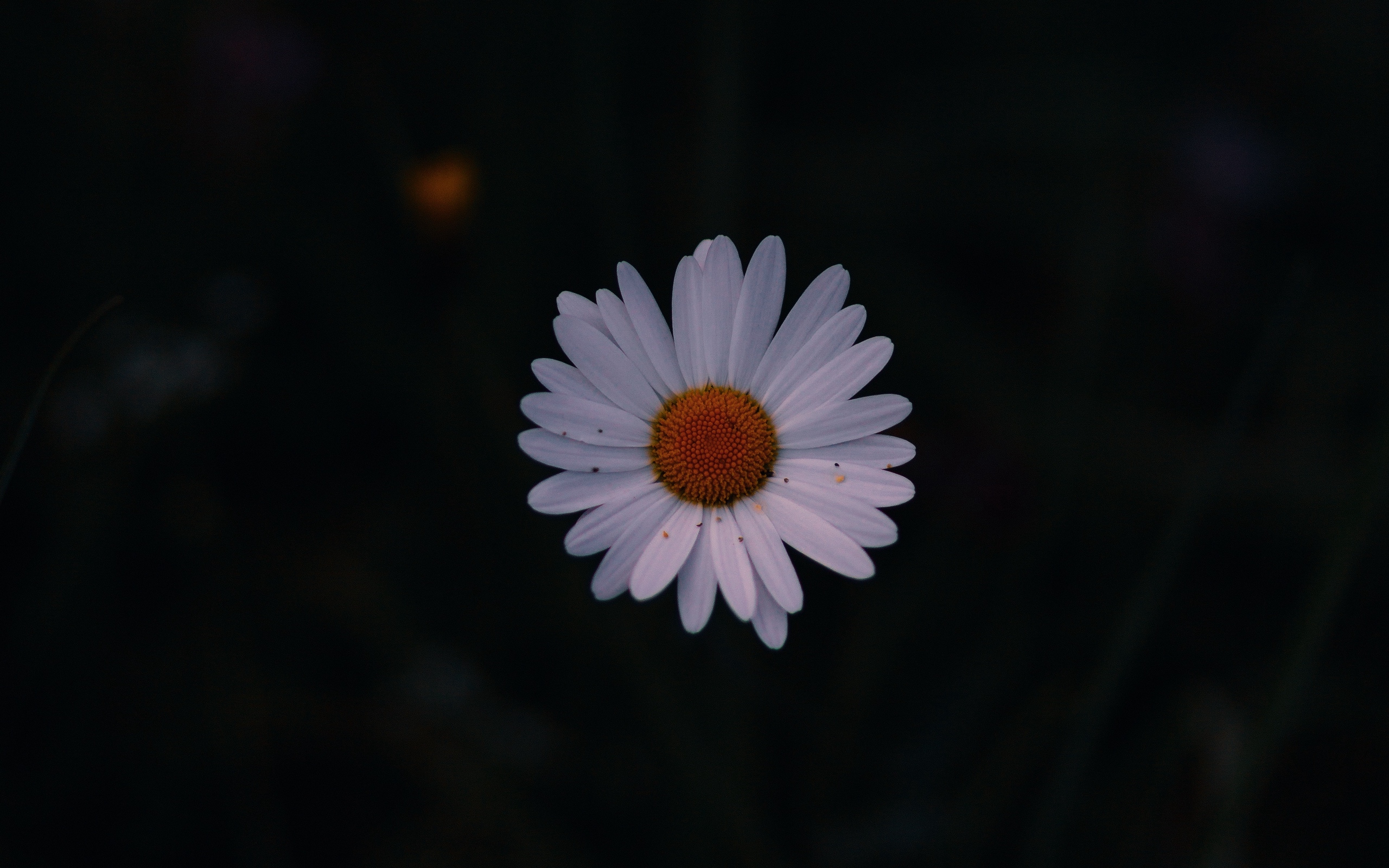 Download wallpaper 2560x1600 daisy, field flower, dark background