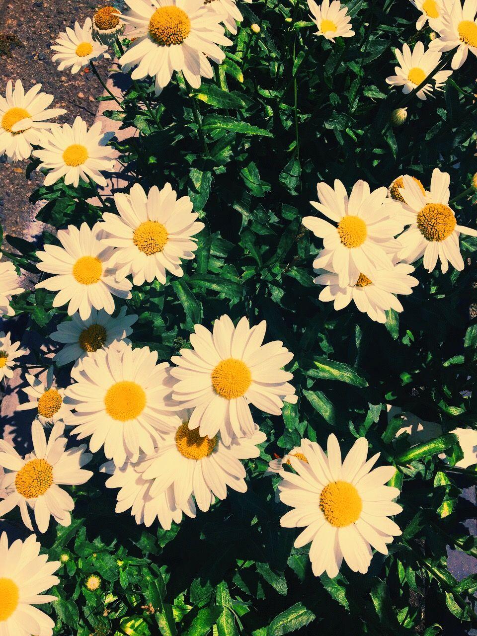 Cute daisy wallpaper. iPhone background. Daisy wallpaper