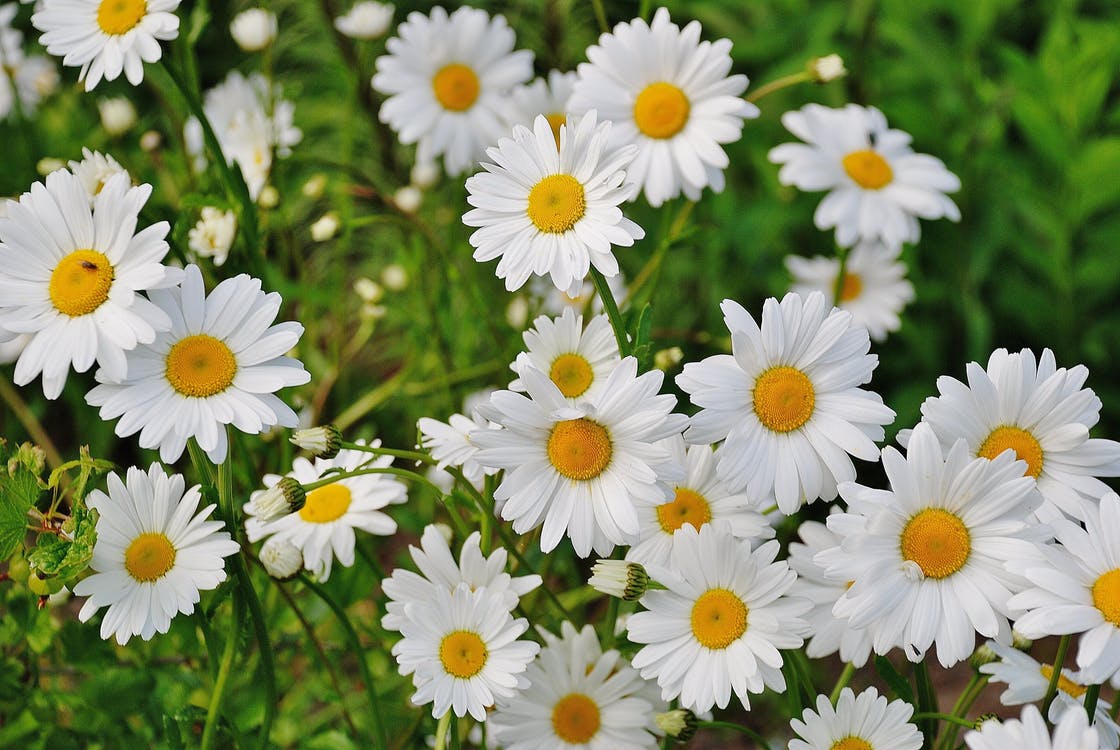 White Daisy Flower · Free