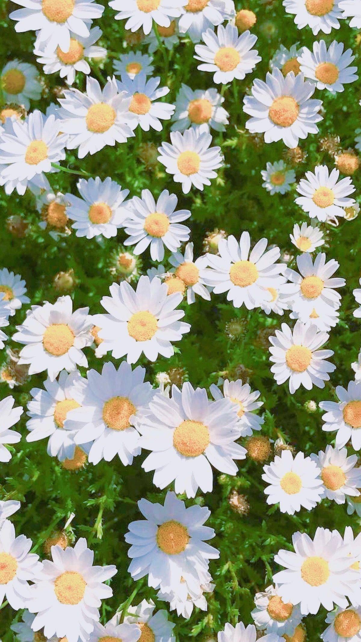 100+] Daisy Flower Wallpapers | Wallpapers.com