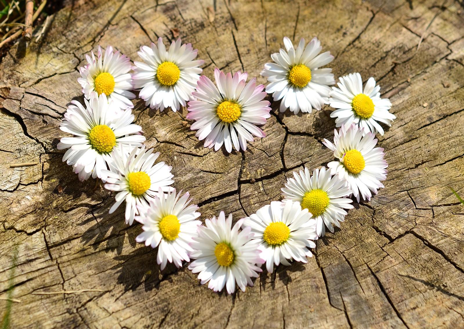 Daisy, Heart, Flowers, Flower, Heart, Wallpaper For Couples