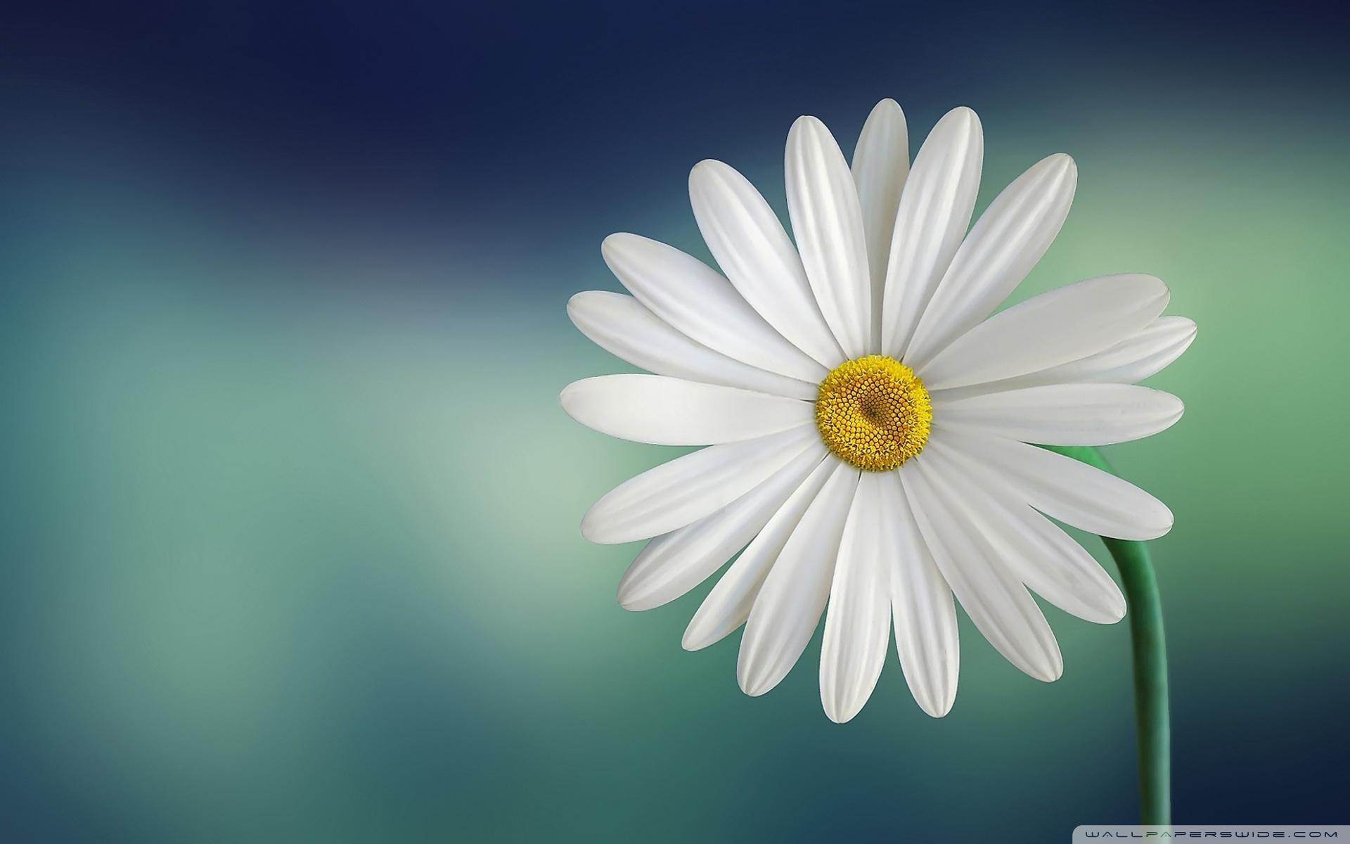 Marguerite Daisy Flower ❤ 4K HD Desktop Wallpaper for 4K Ultra HD