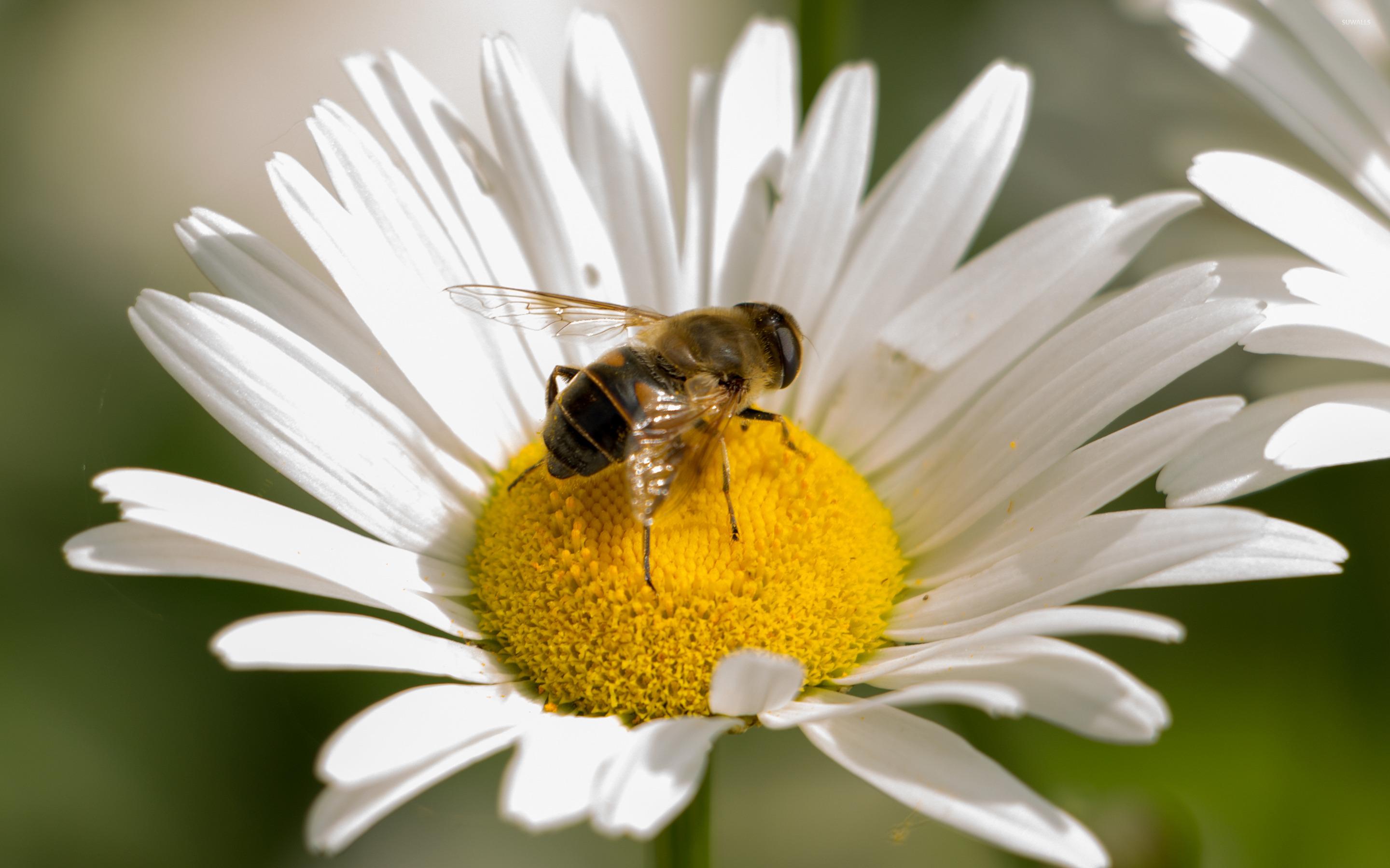 Bee on a daisy wallpaper wallpaper