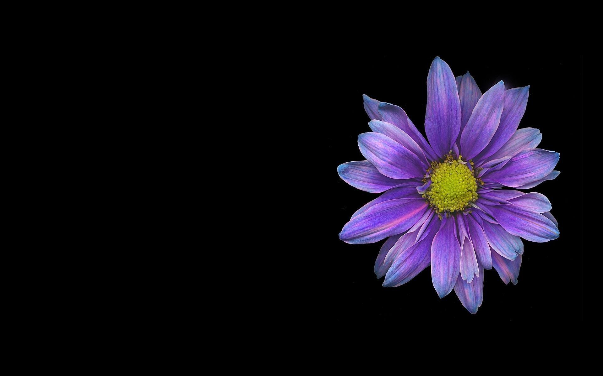 Purple Daisy HD Wallpaper