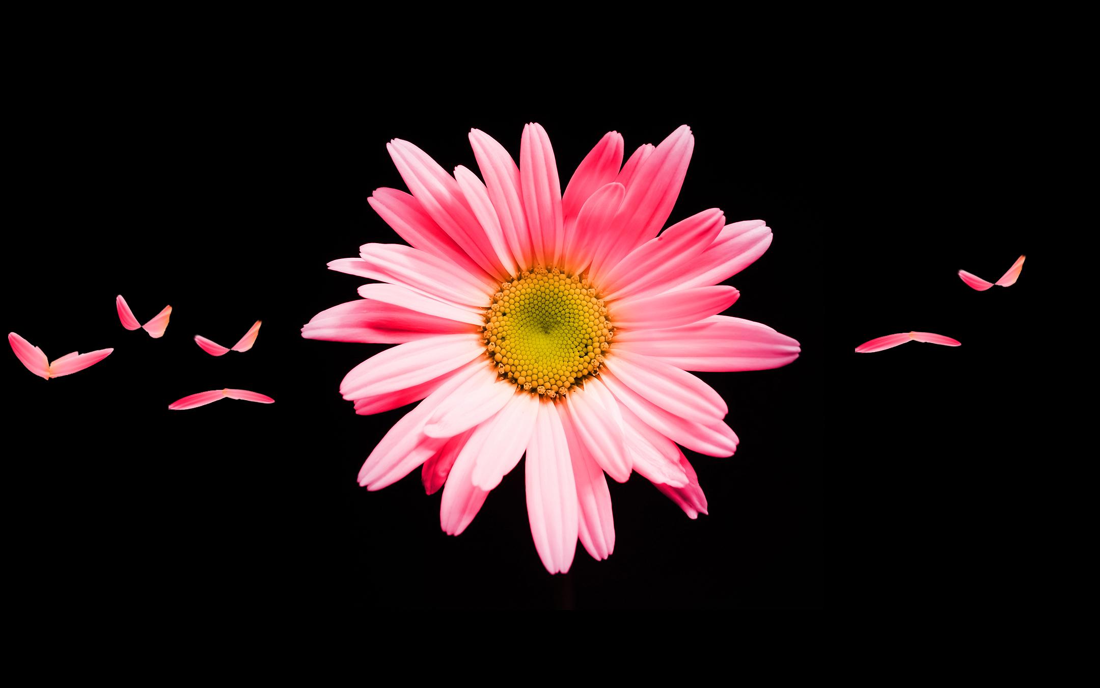 Pink Daisy HD Wallpaper