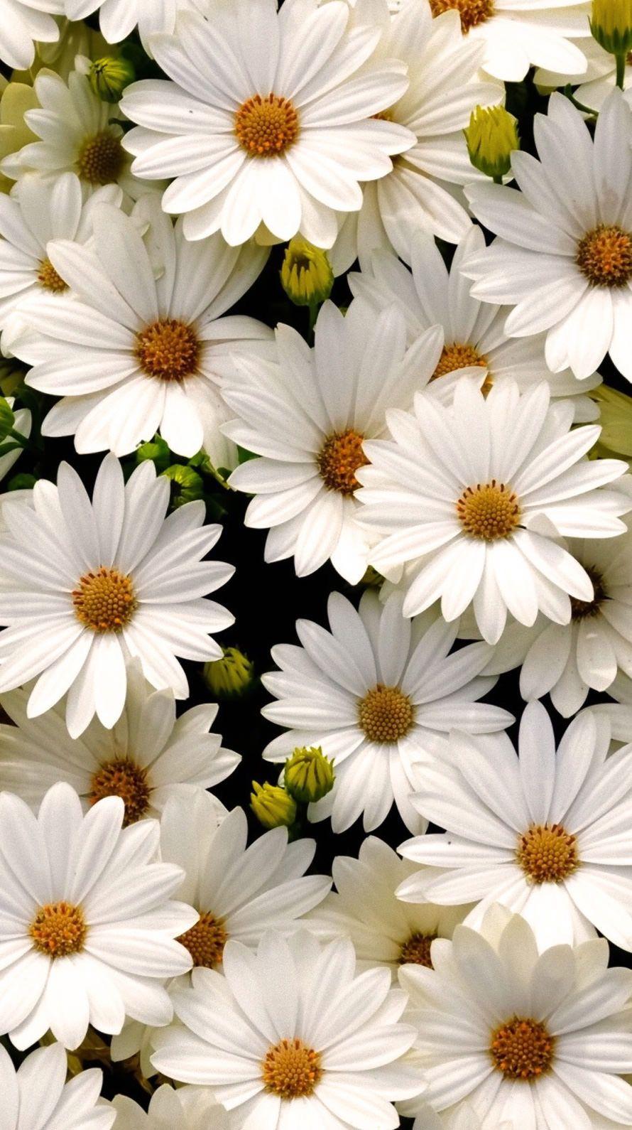 daisies, daisies, perched upon your forehead. aesthetic. Flowers