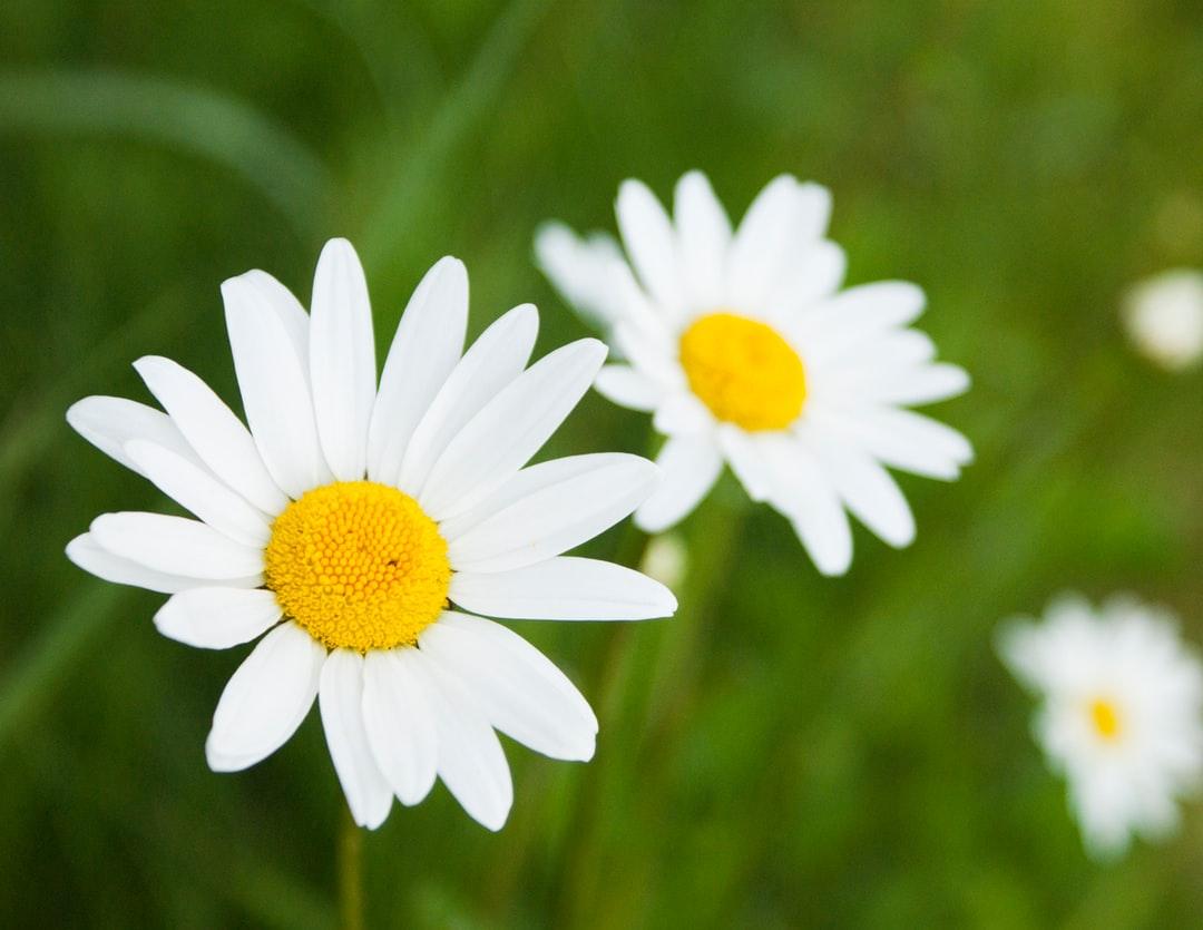 Daisy Picture. Download Free Image