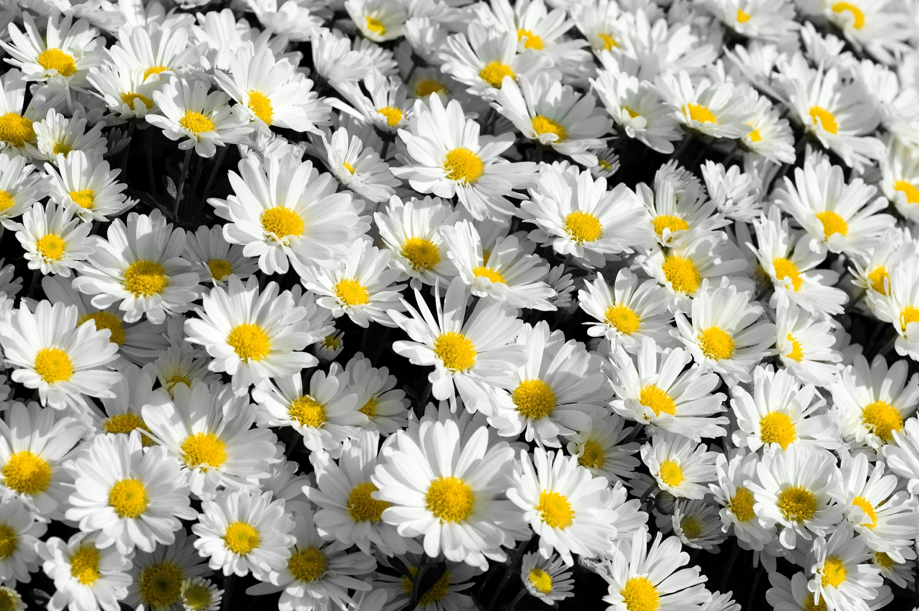 Daisy Flower Tumblr Wallpaper High Quality Resolution