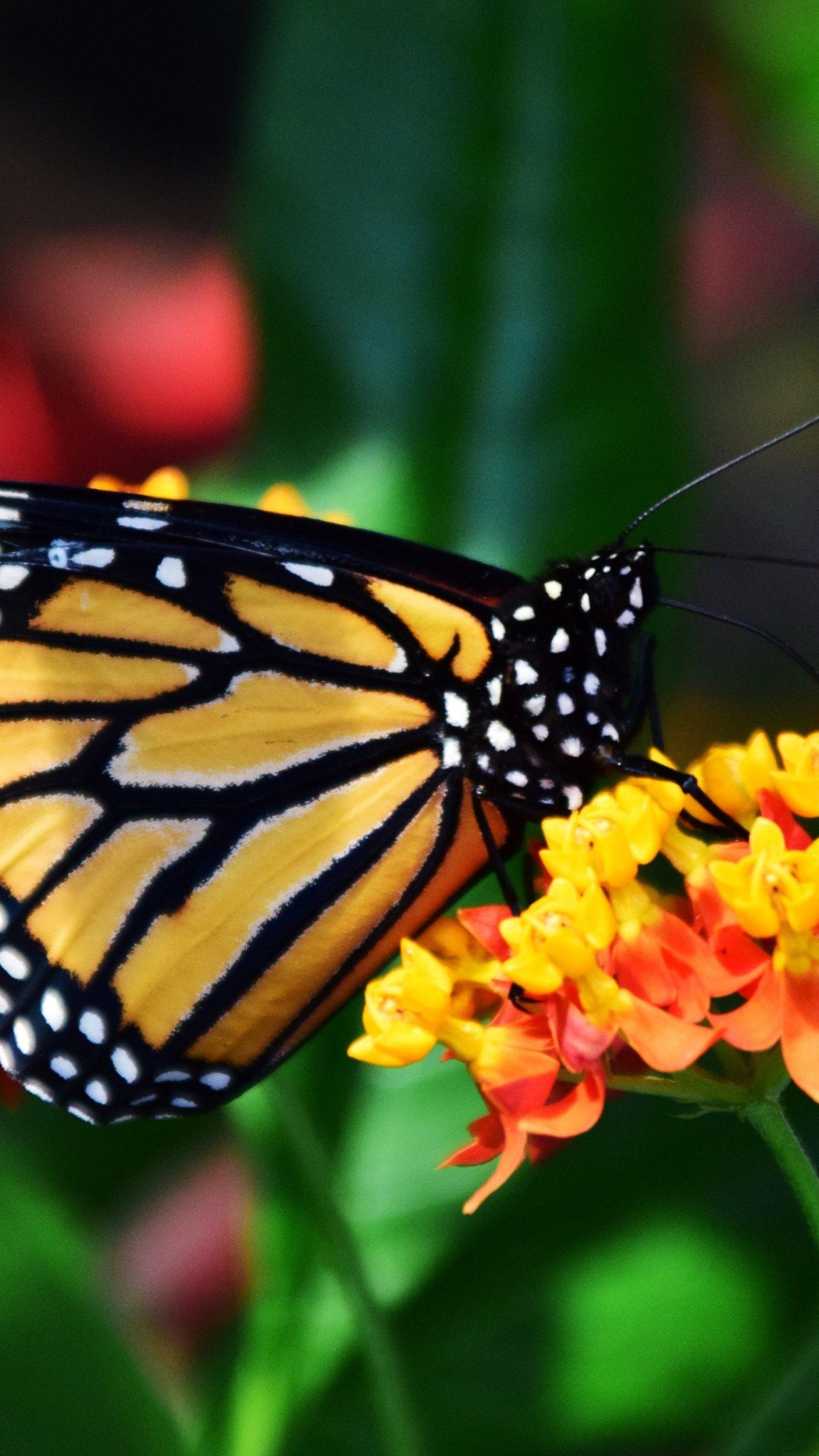 Monarch Butterfly Wallpaper, Android & Desktop Background