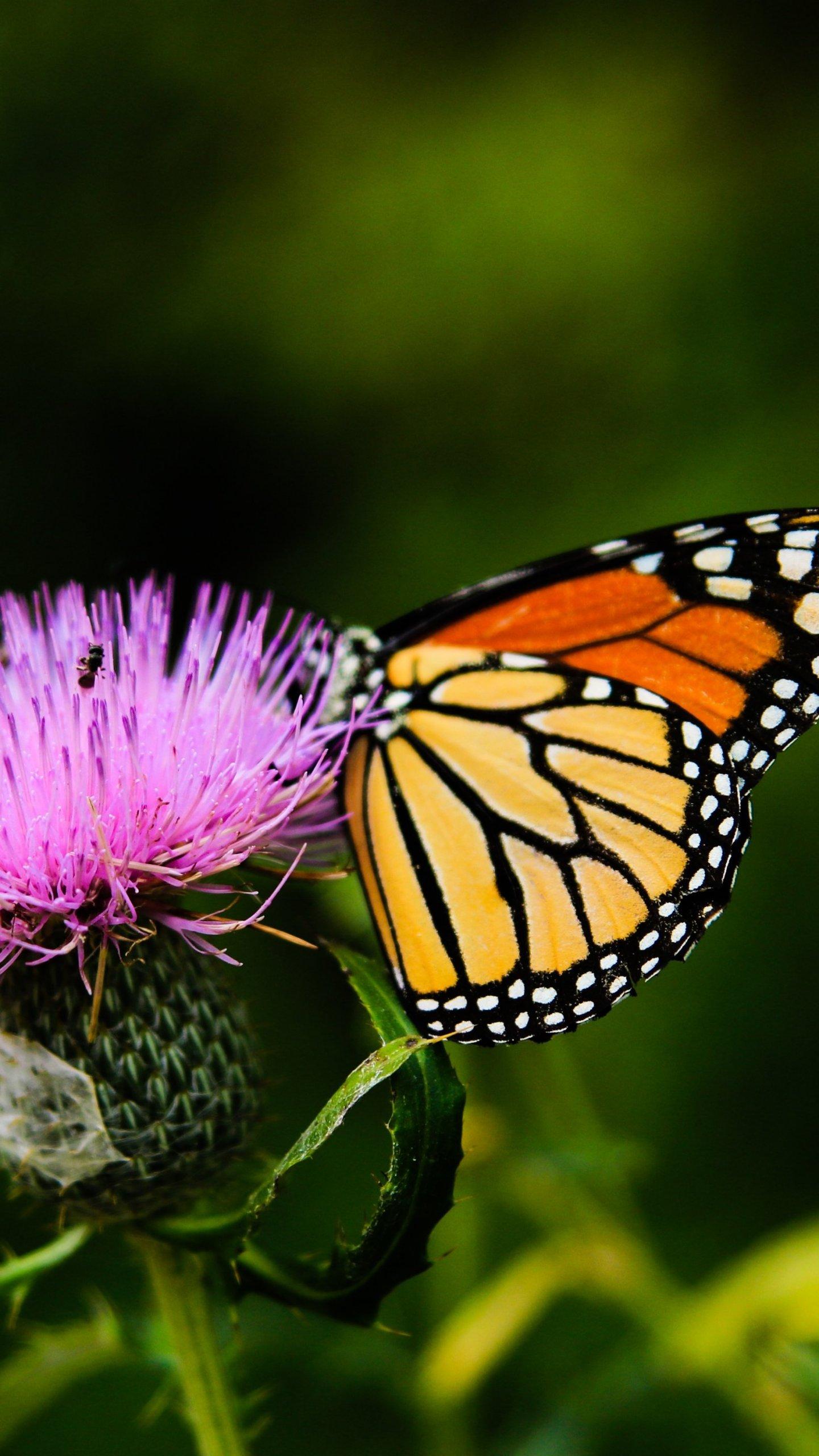 Monarch Butterfly on Thistle Flower Wallpapers