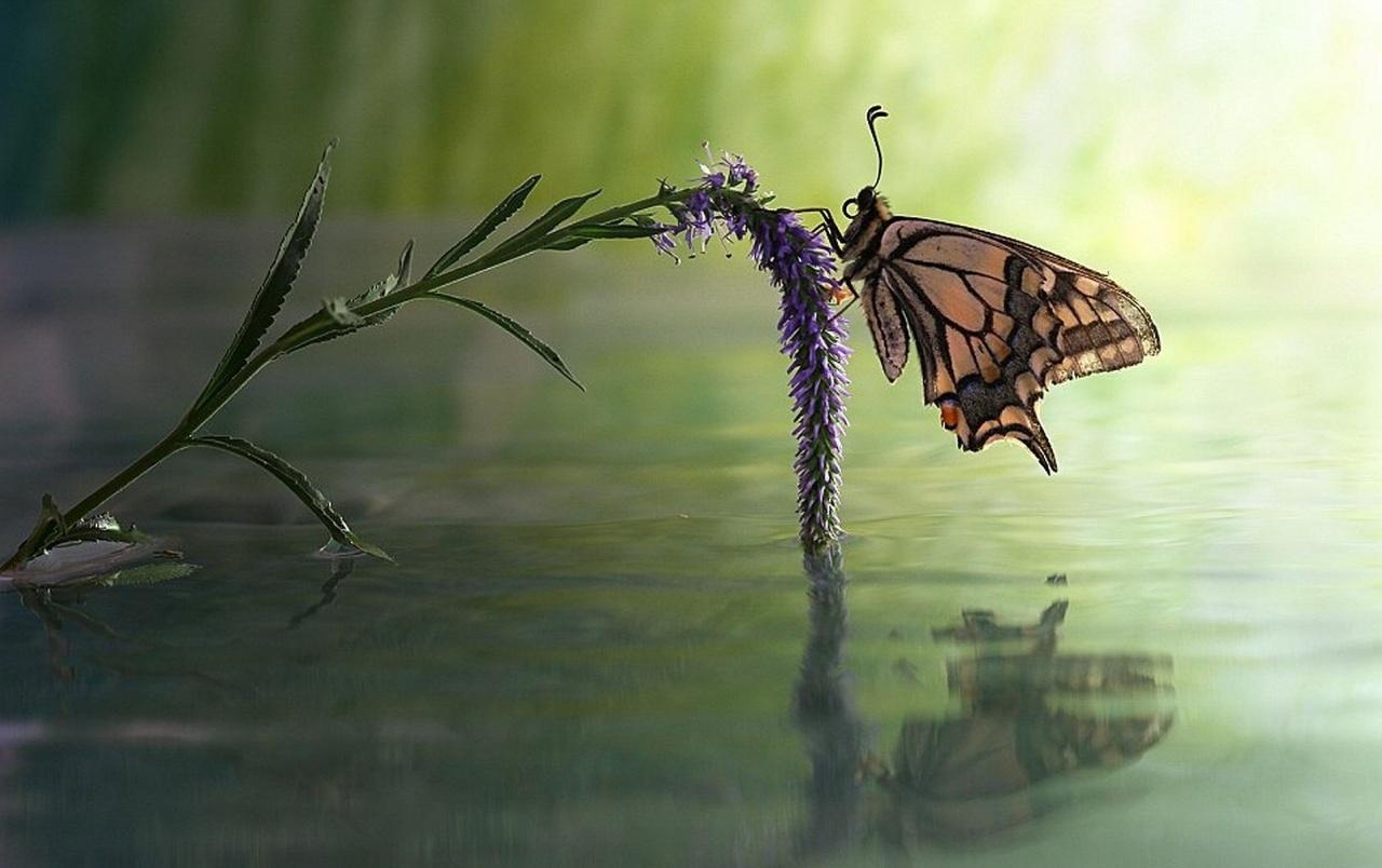 Butterfly Lake Wallpapers Wallpaper Cave