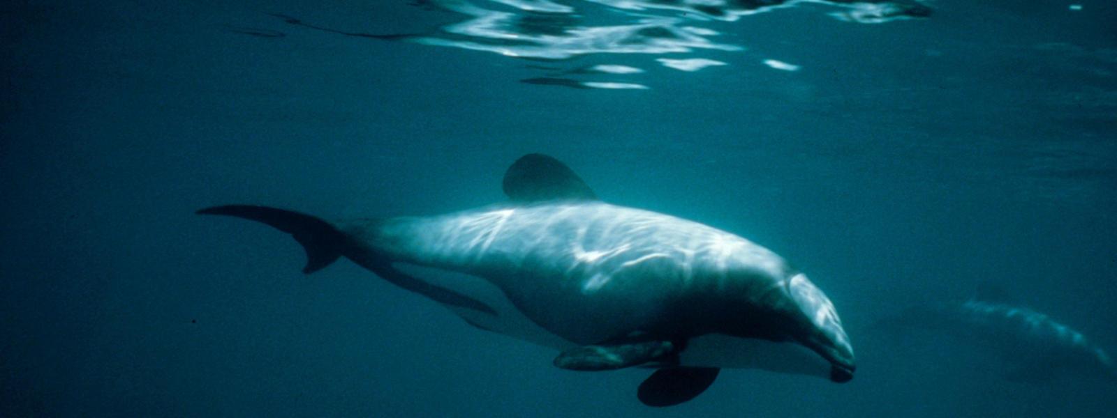 Vaquita