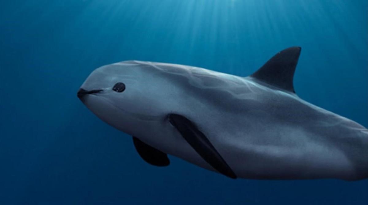 Vaquita Conservation