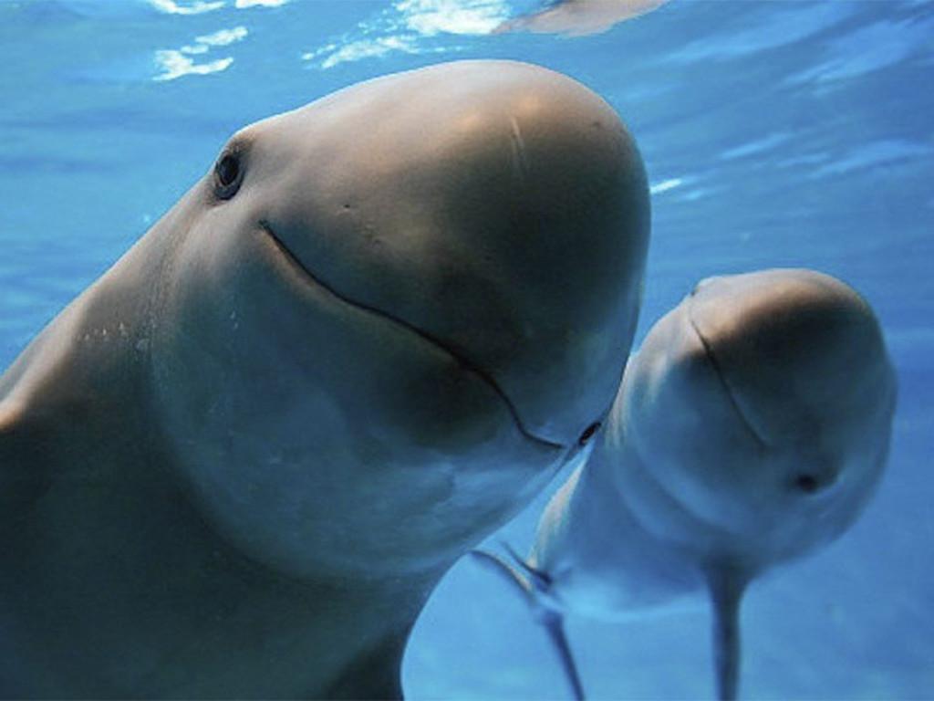 México y la lucha para salvar a la vaquita marinaónica ambiental