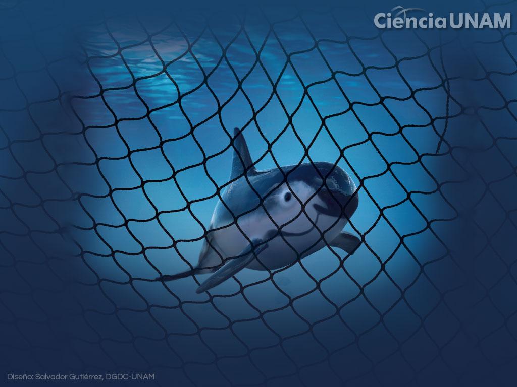 En esta vacación te recomendamos: Vaquita entre redes, una