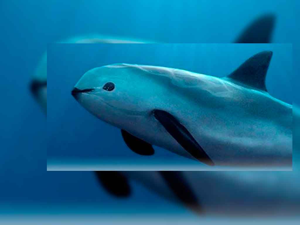 México podría ser sancionado si la vaquita marina se extingue: ONG