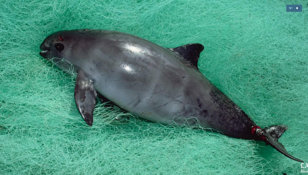The world's smallest porpoise has caused a big battle in Baja