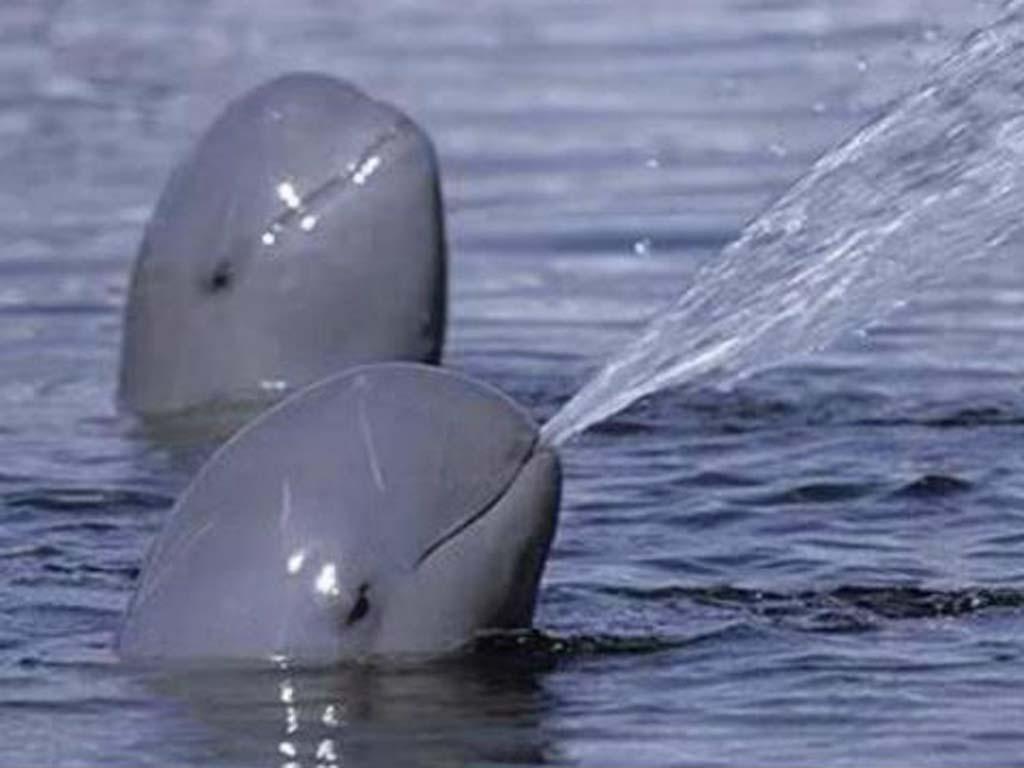 Logra México acuerdo para salvar a la vaquita marina