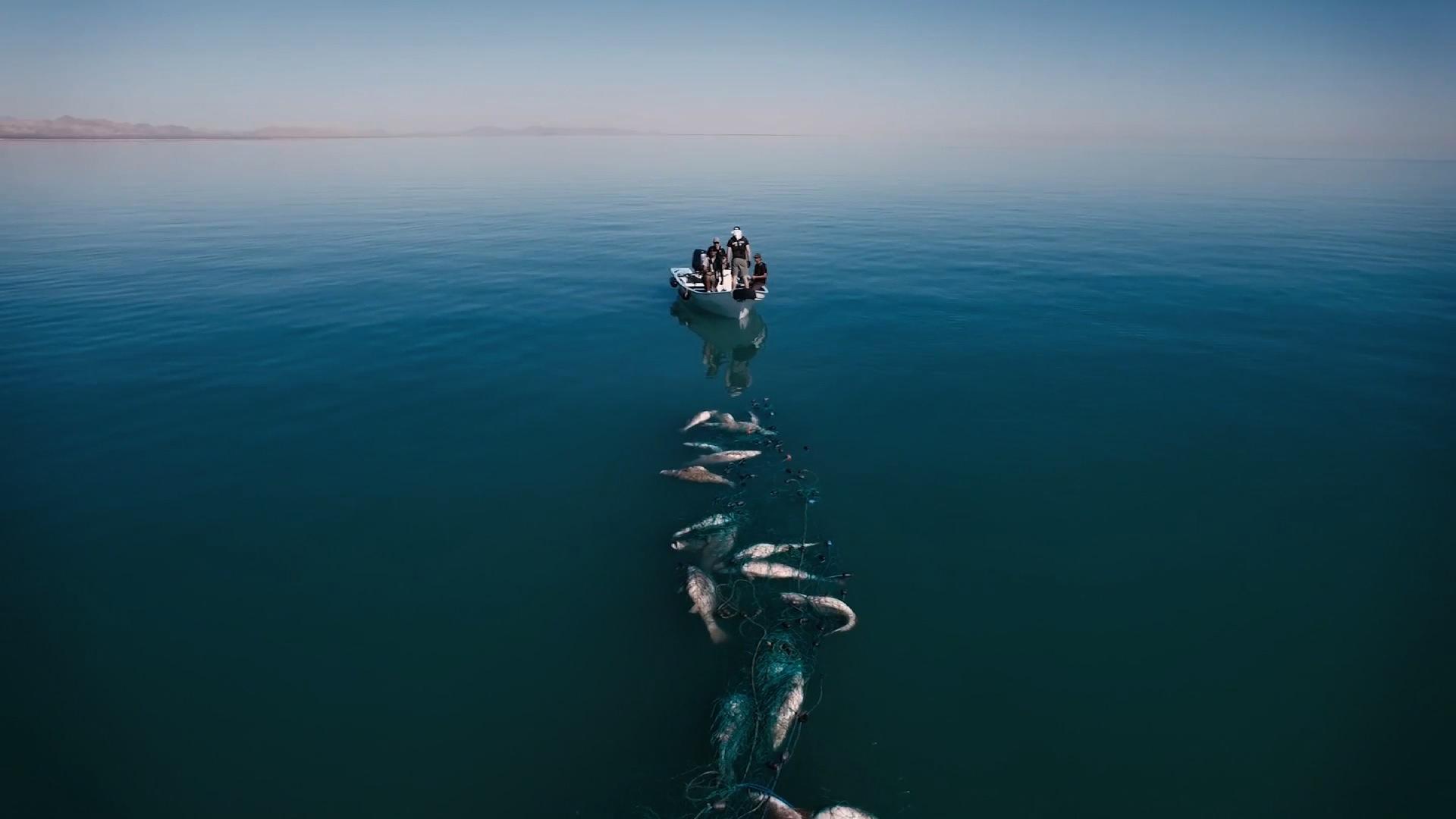 ElDatodeHoy: La vaquita marina, a 2 años de la extinción
