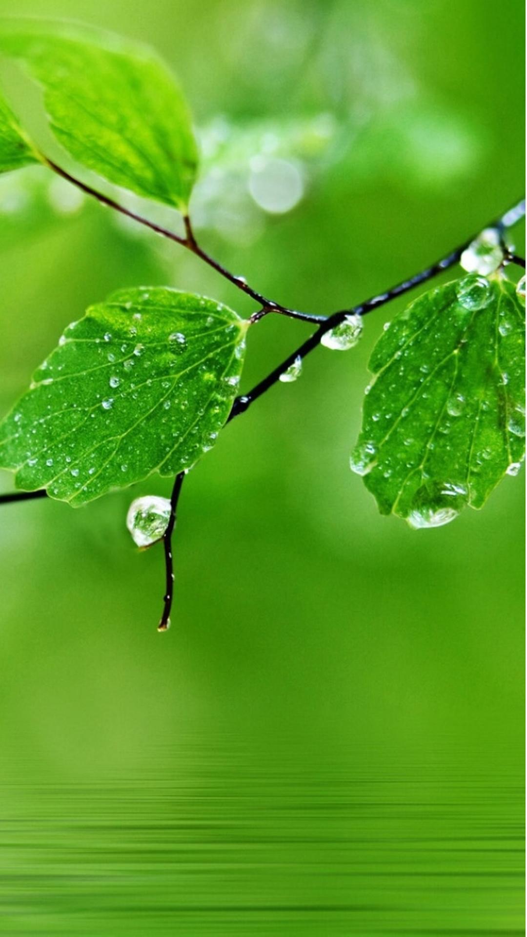 Pure Fresh Dew Leaf Branch Over Water iPhone 8 Wallpaper Download