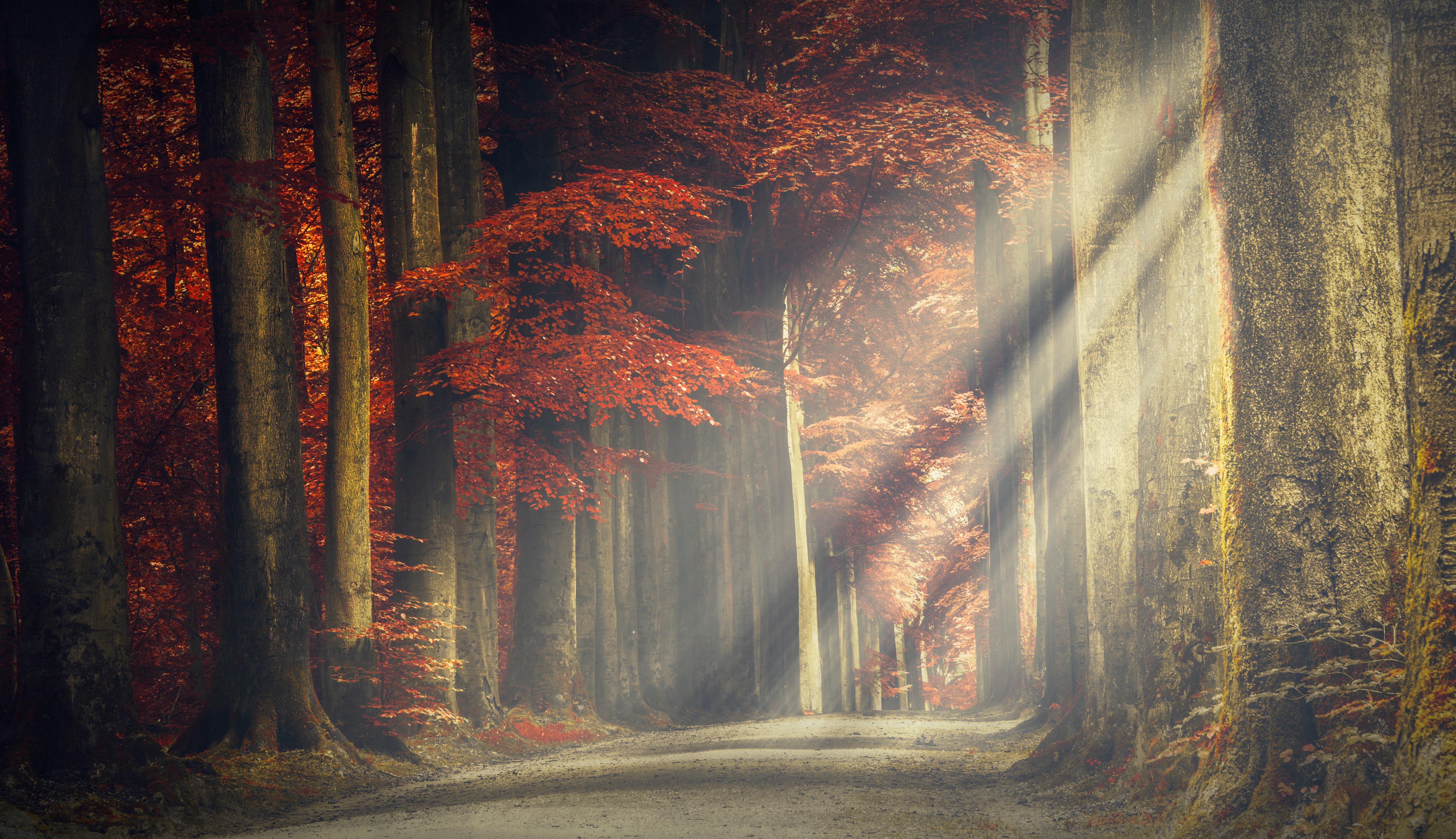 #Autumn, K, #Sun light, #Forest path. Nature wallpaper