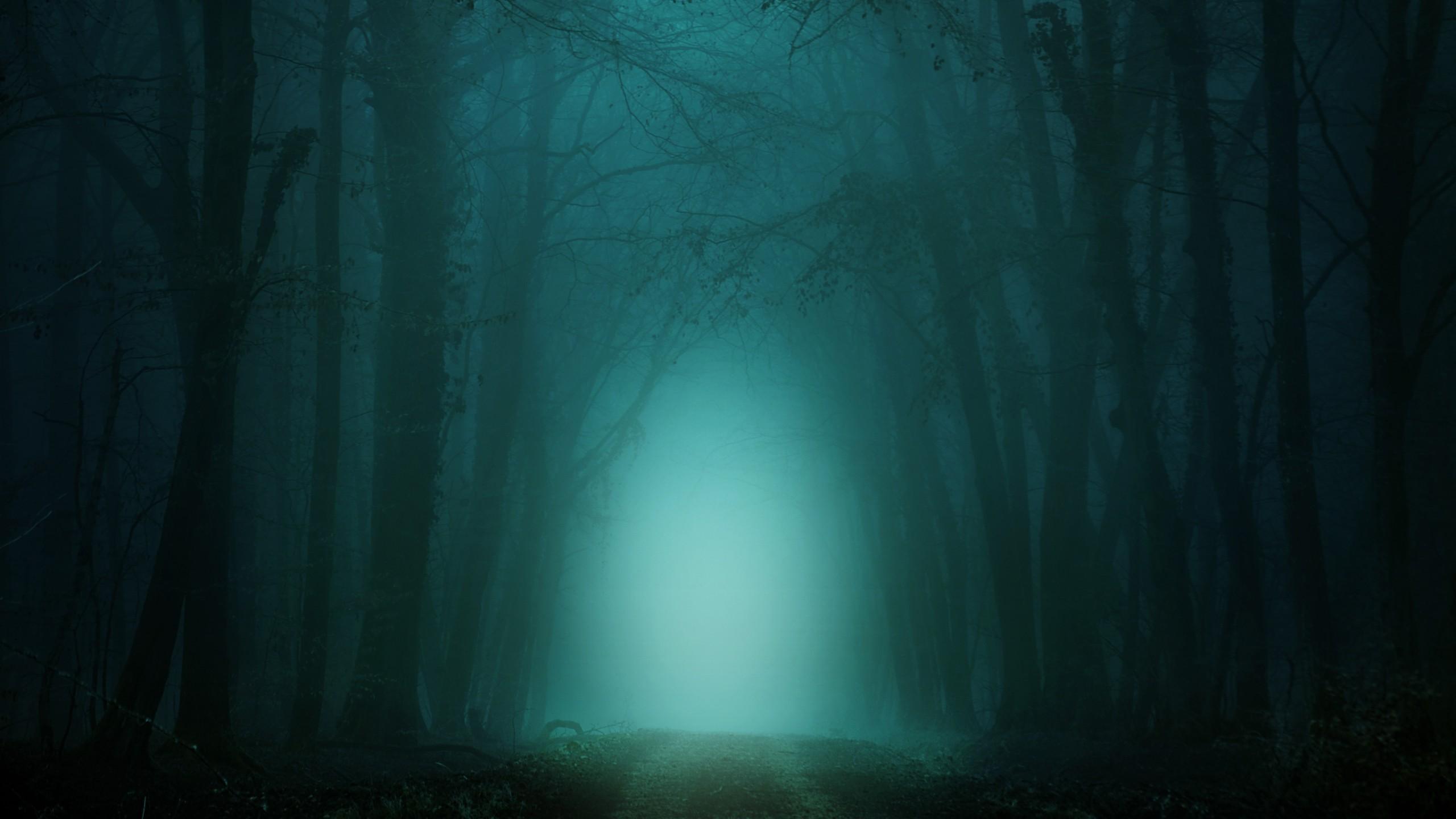 Download 2560x1440 Dark Forest, Foggy, Turquoise Light, Path