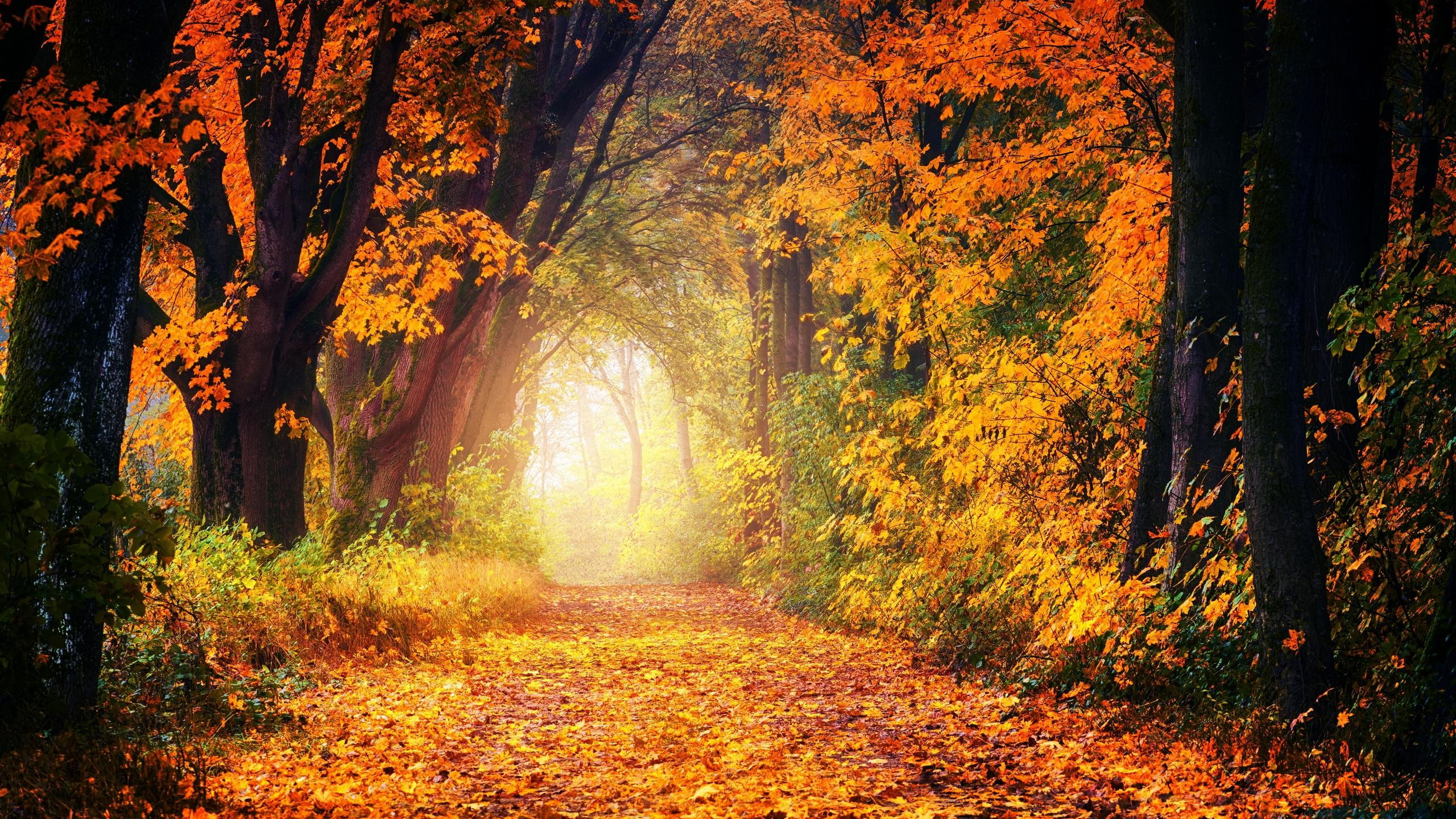 Download wallpaper 2560x1440 autumn, park, foliage, trees, path