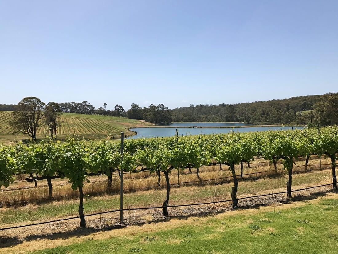 Unmissable Vineyards & Wineries to Visit in the Margaret River
