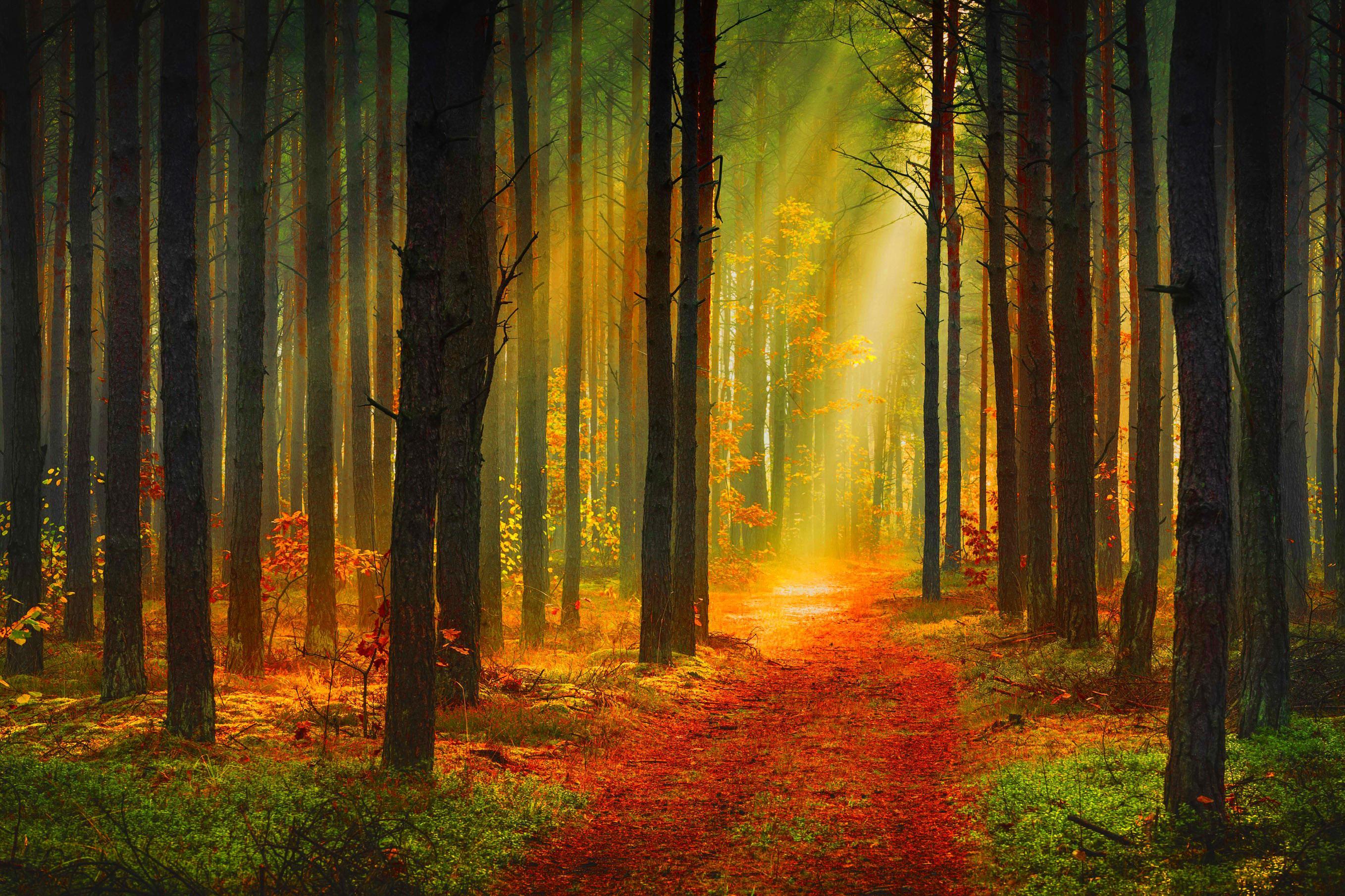 Wallpaper Rays of light path Nature Autumn Forests Trunk 2716x1810