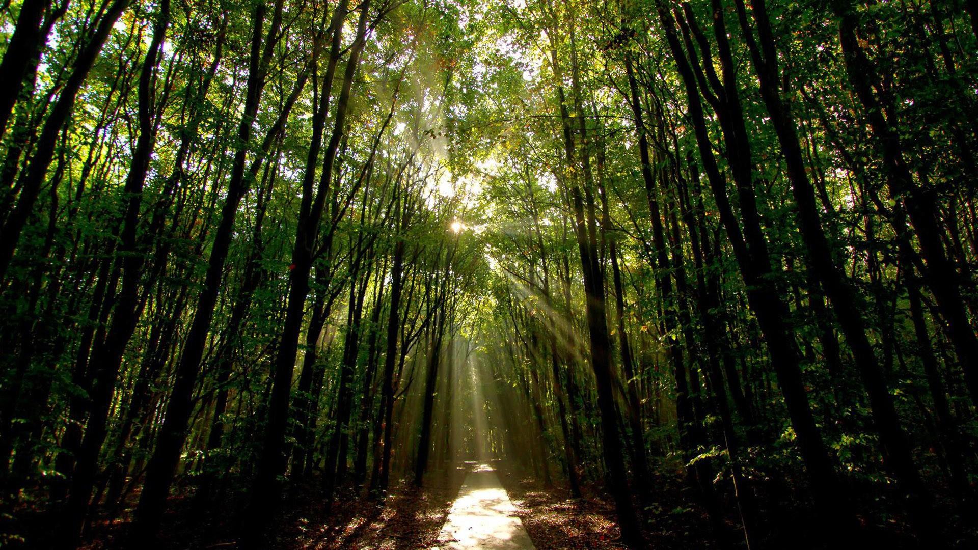 Nature Light Path Forest Tree HD Wallpaper Nature for HD 16:9