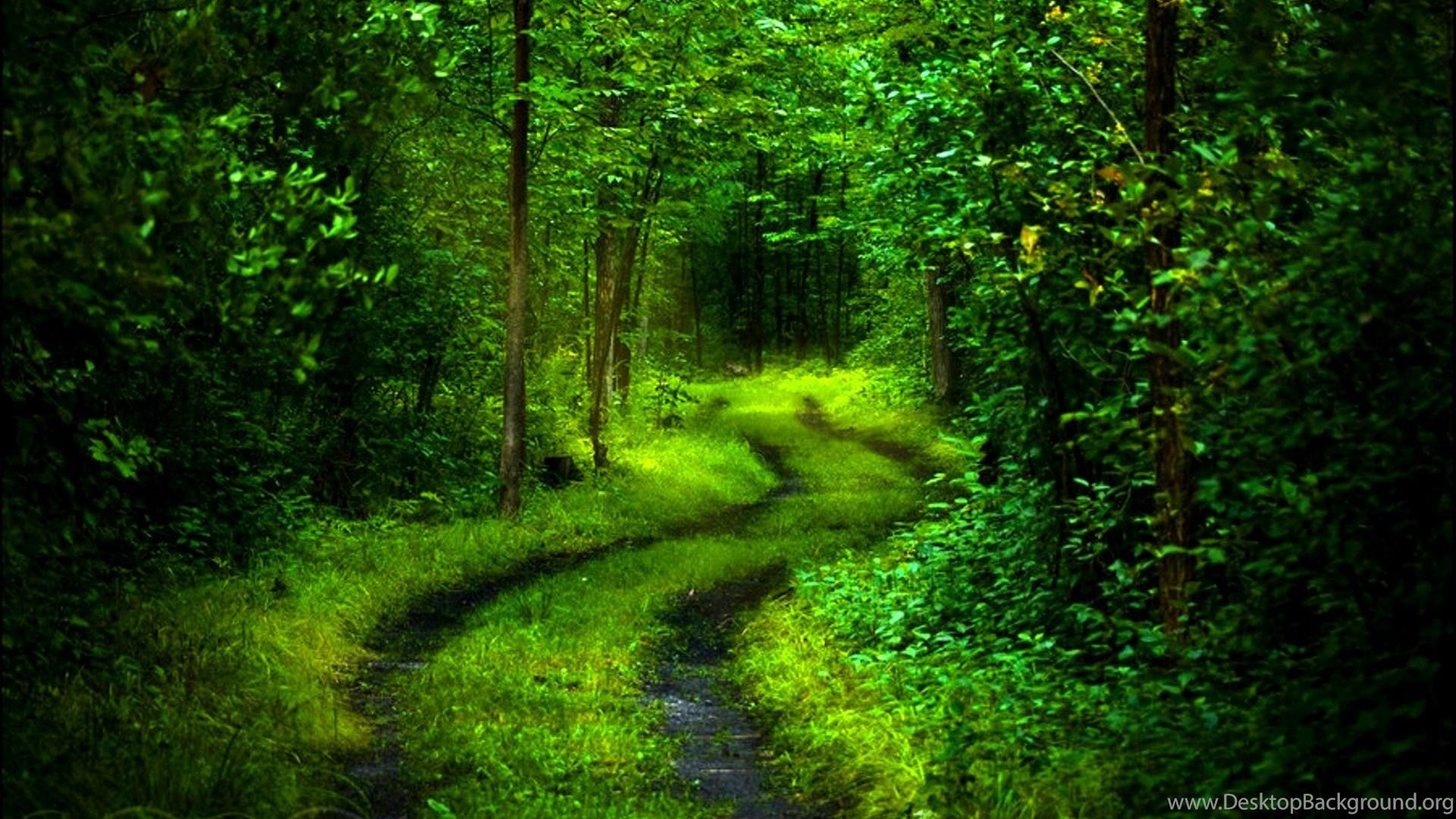 Forest Path HD Wallpaper Desktop Background