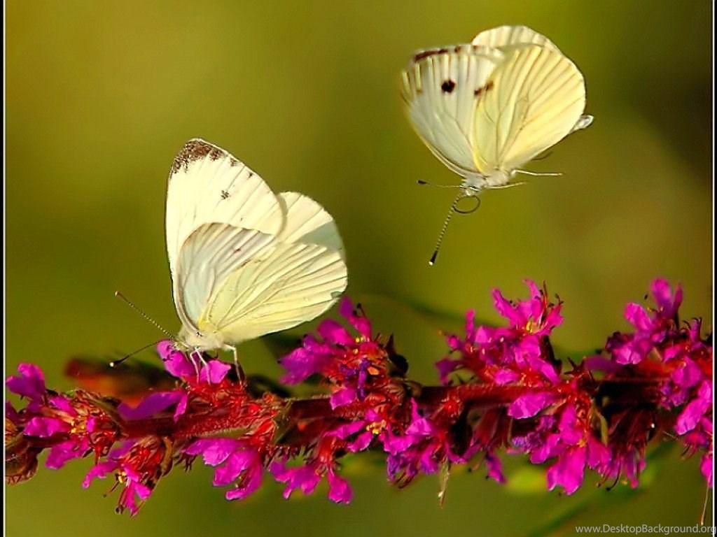 Wallpaper Butterflies Girl Butterfly Resolution Free Best HD