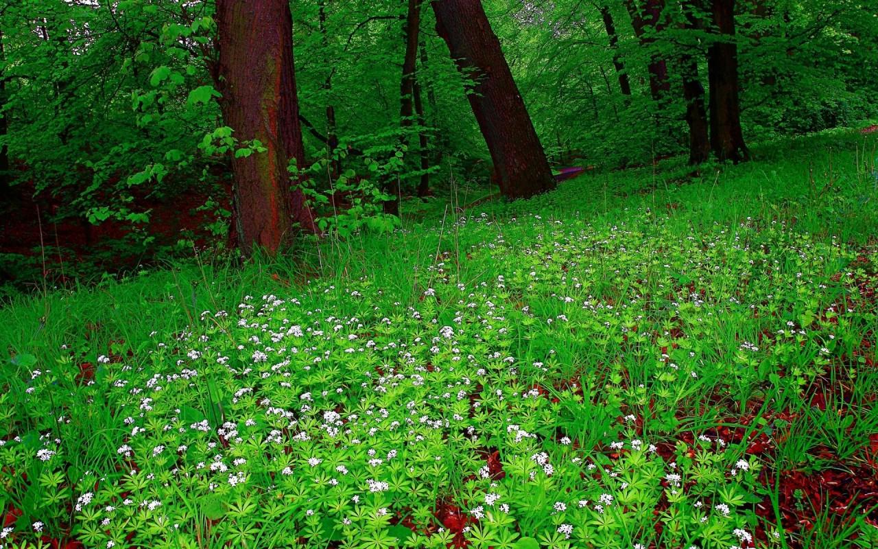 Bright Forest & White Flowers wallpaper. Bright Forest & White