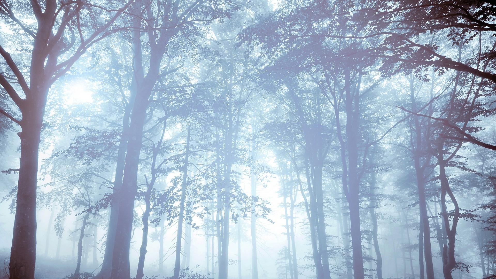 nature, Forest, Mist, Trees, Bright Wallpaper HD / Desktop